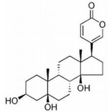 遠華蟾蜍精